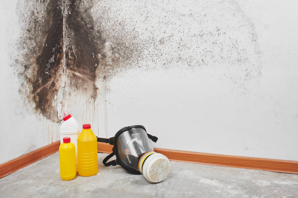 Best Mold Damage Repair  in Dawson, TX