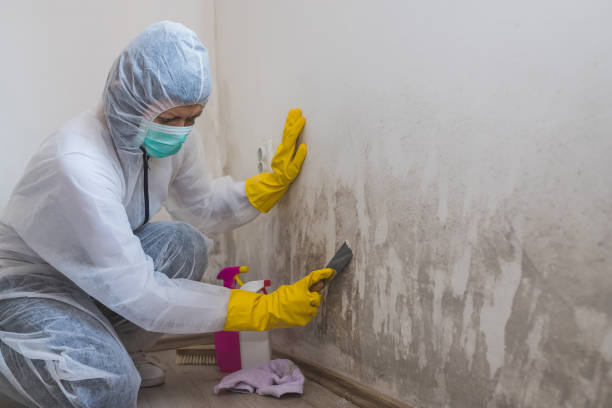 Best Professional Mold Removal  in Dawson, TX