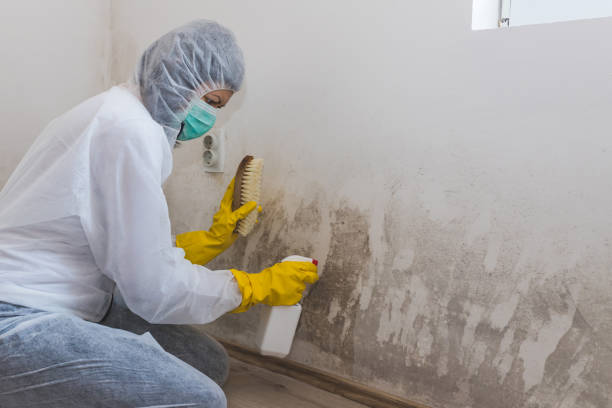 Best Fast Mold Removal  in Dawson, TX