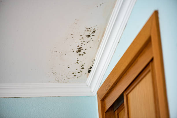 Best Toxic Mold Removal  in Dawson, TX