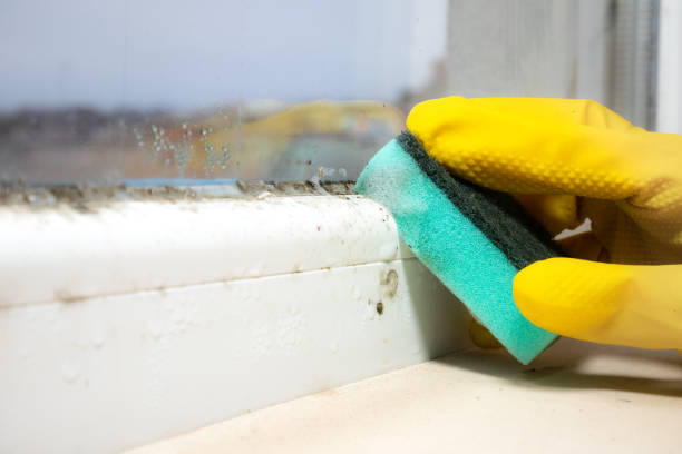 Best Certified Mold Removal  in Dawson, TX