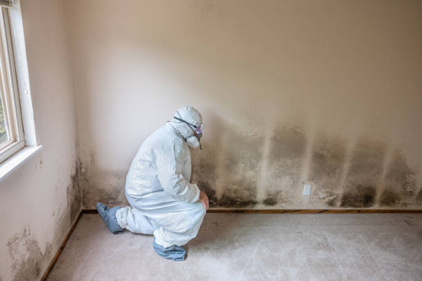 Best Residential Mold Removal  in Dawson, TX