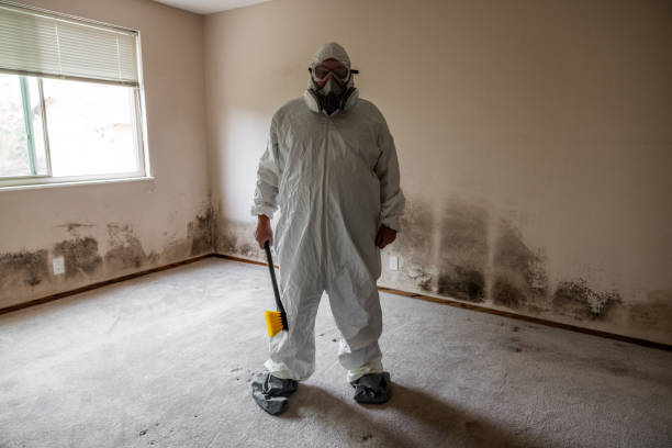 Best Same-Day Mold Removal  in Dawson, TX