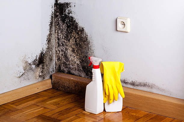 Best Attic Mold Removal  in Dawson, TX