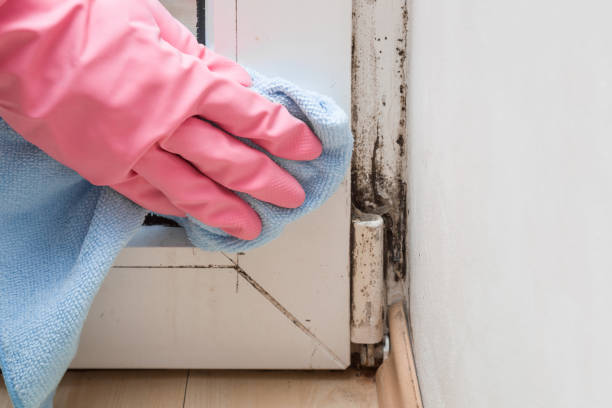 Best Office Mold Removal Services  in Dawson, TX